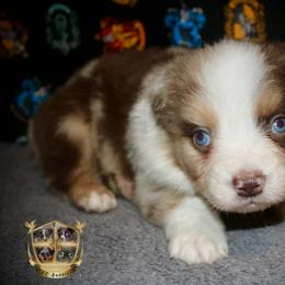 Oregano - Red merle male Australian Shepherd puppy in El Dorado Springs, Missouri from HP Aussie Kennels