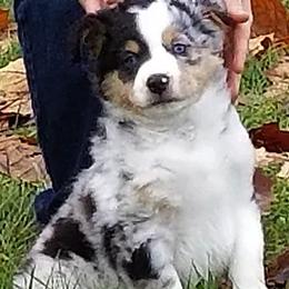Miniature American Shepherds from Darling Aussies