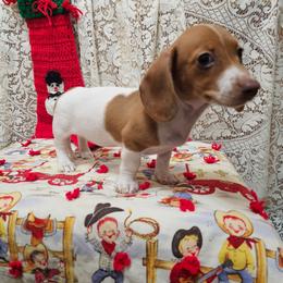 Jewel - Red female Dachshund puppy in Cherry Tree, Oklahoma from Peavine Creek Dachshunds