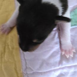 Toy Fox Terrier Puppies from Kitsune