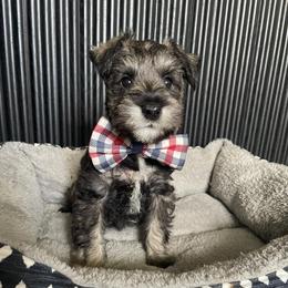 Max - Salt and pepper male Miniature Schnauzer puppy in Anthony, Florida from Amanda Tragash