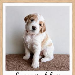 Ruby - Parti female Goldendoodle puppy in Frostproof, Florida from Lover Dover Doodles