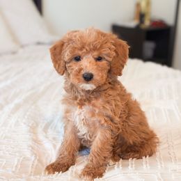 Hot cocoa - Red  male Goldendoodle puppy in Sallisaw, Oklahoma from Huddle Puppies