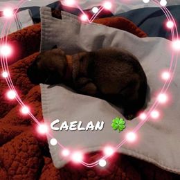 Boy 3 - Mastiff puppy in Walton, Nebraska from J & J Legacy Mastiffs