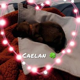 Boy 3 - Mastiff puppy in Walton, Nebraska from J & J Legacy Mastiffs