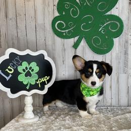 Pembroke Welsh Corgis from Soul Sisters Corgis