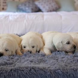 Golden Retrievers from Mae Valley Goldens