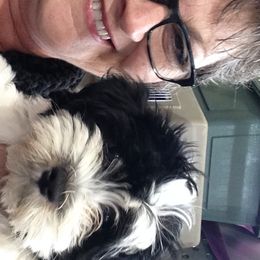 Havanese from HINZ-N-CO Havanese