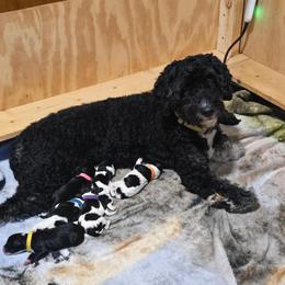 Charlie Jo - Bernedoodle