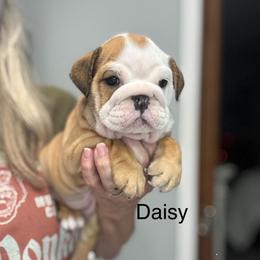 Daisy - Fawn and white female Bulldog puppy in Emporia, Kansas from Kansas Grand St English & French Bulldogs
