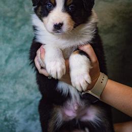 Australian Shepherd Puppies from Lovable Little Aussies