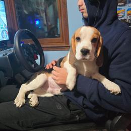 Pongo - Black tan and white male Beagle puppy in Greenwood, Missouri from Nukee Beagles and Corgis