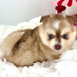 Hazel - Red and white female Pomsky puppy in Michigan from Blue Water Pomskies