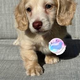 Girl - Cream female Dachshund puppy in Houston, Texas from L&L 4D Dancer’s Dachshunds