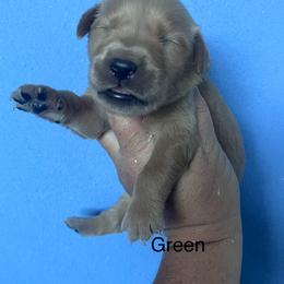 Green - Dark golden male Golden Retriever puppy in Jesup, Georgia from Painted Platinum Retrievers (Painted Platinum Kennel) PPK