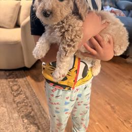 Cockapoo and Goldendoodle Puppies from Jax Doodles