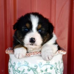 Buttercup - Black tri-color female Australian Shepherd puppy in Kirksville, Missouri from BellSharps Australian Shepherds