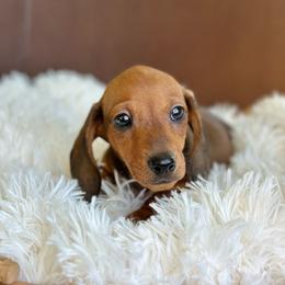 Athos - Red male Dachshund puppy in Crystal, Michigan from Mare-Bella Smoothcoat Edition