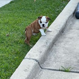 Bulldog Puppies from Kandyland Bulldogs
