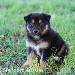 Java - Black tri-color female Australian Shepherd puppy in Stephenville, Texas from AW Standard Aussies