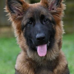 Honeysuckle - Sable female German Shepherd puppy in Nacogdoches, Texas from Vom Hausgladfel