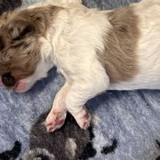 Girl 2 - Newfypoo puppy in San Antonio, Texas from Mammoth Doodles
