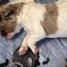 Girl 2 - Newfypoo puppy in San Antonio, Texas from Mammoth Doodles