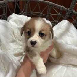 Tiara - Red female Pembroke Welsh Corgi puppy in Delton, Michigan from CorGizmo