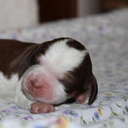 Tulip - Tri-Roan female English Springer Spaniel puppy in Winfield, Tennessee from Murphy Farms and Springers
