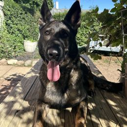 Hexe - German Shepherd