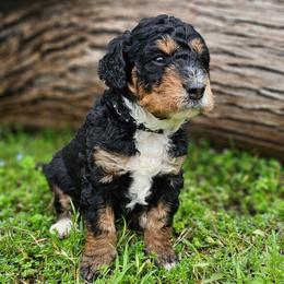 Shadow- Black Collar - Tri-color male Bernedoodle puppy in Bonham, Texas from Happy Valley Puppies