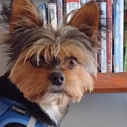 Yorkshire Terriers from Perfect Paws