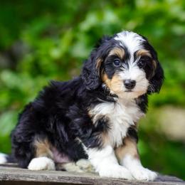 Nettle - Tri-color male Bernedoodle puppy in Dundee, Ohio from Down Home Doodle