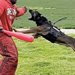 Reg - Belgian Malinois