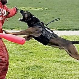 Reg - Belgian Malinois