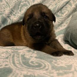 Male 1-yellow collar - Sable male German Shepherd puppy in Effingham County, Illinois from Delaney Working Dogs