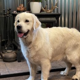 Verona - Golden Retriever