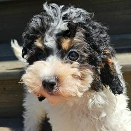 Lyndon - Brown white and tan female Cockapoo puppy in Lebanon, Kentucky from Mosaic Merle Doodles