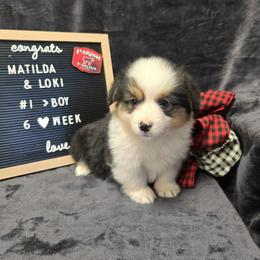 1 blue collar boy - Black and tan male Pembroke Welsh Corgi puppy in Harrisburg, Illinois from Parish Corgis