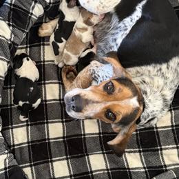 Beagles and Pugs from Sweet Warner Pugs & Beagles
