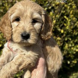 Sprout - Golden male Cockapoo puppy in Claremont, North Carolina from Magnolia Grove Farms