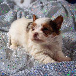 Charlie - Chocolate, tan and white male Yorkshire Terrier puppy in Calhoun, Georgia from Peach State Yorkies