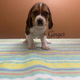 Ginger - Black white and tan female Beagle puppy in St. Cloud, Minnesota from Beagle Blessings