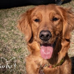 Nala - Golden Retriever