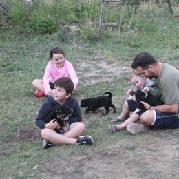 Bernedoodle and Bernese Mountain Dog Puppies from Basin Berners