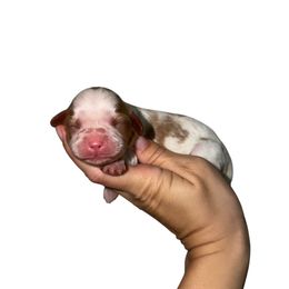 Howdy - Blenheim male Cavalier King Charles Spaniel puppy in Gonzales, Texas from Veach Cavaliers & Farm