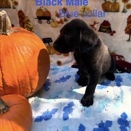Blue Collar - Black male Labrador Retriever puppy in Holly Springs, North Carolina from Winter Creek Labradors