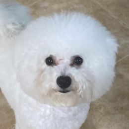 Bichon Frises from Happy Tails Bichons