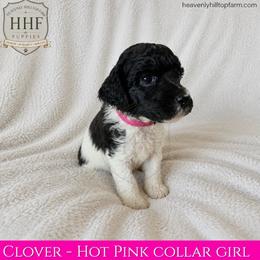 CLOVER - Hot Pink Collar Girl- Black and White Parti - Parti female Poodle puppy in Charlo, Montana from Heavenly Hilltop Farm