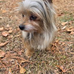 Jojo - Yorkshire Terrier